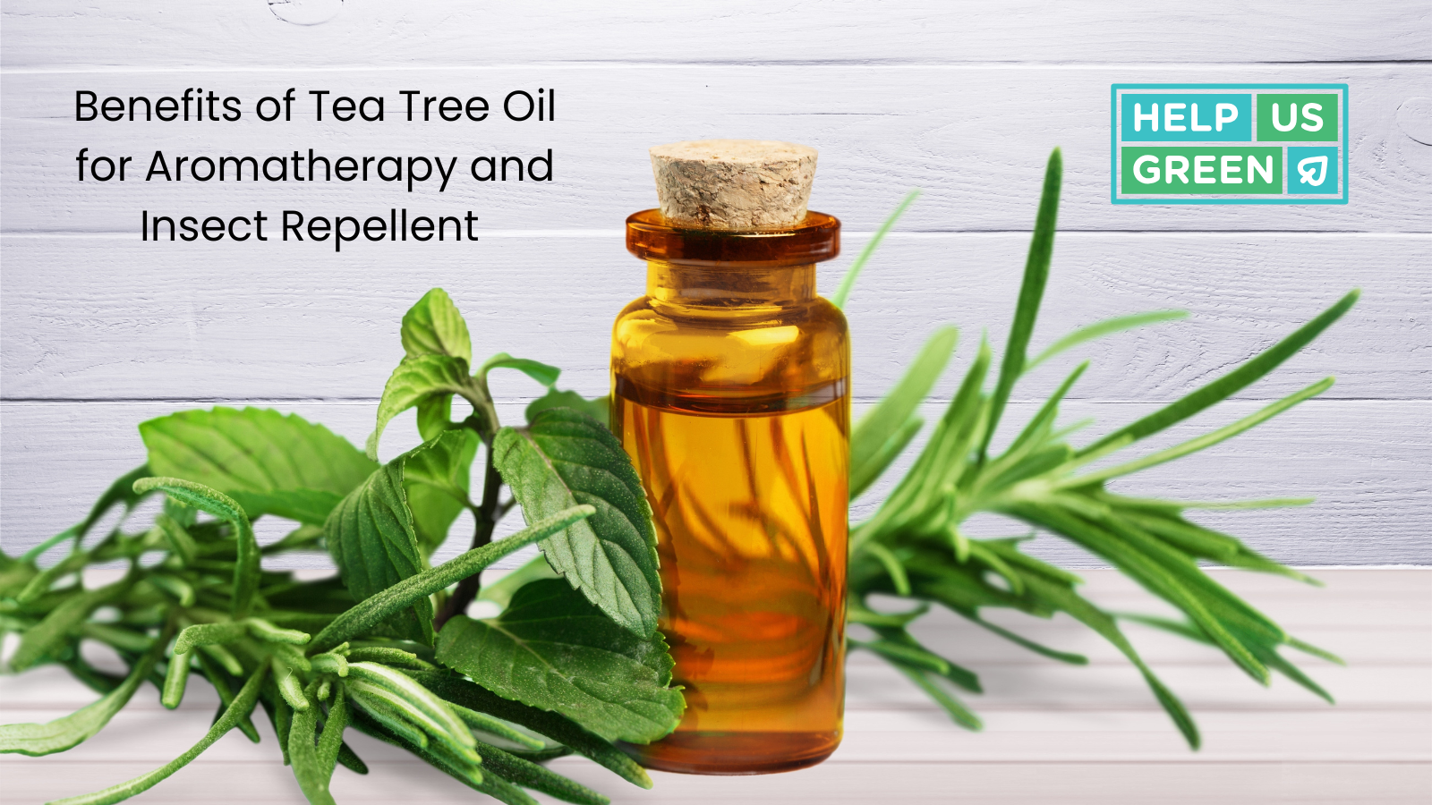 Benefits of Tea Tree Oil for Aromatherapy and Insect Repellent