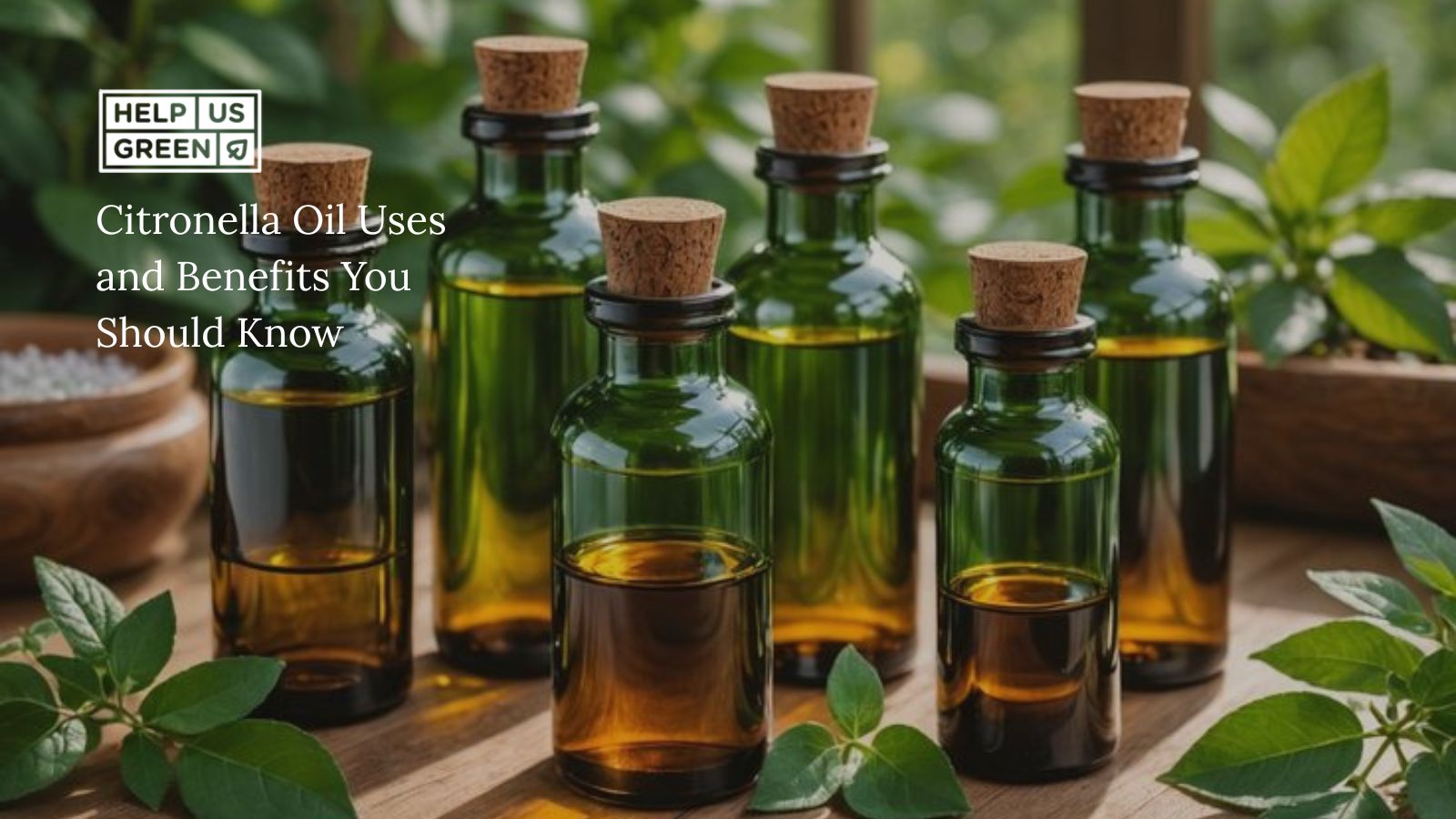 Citronella Oil Uses and Benefits You Should Know