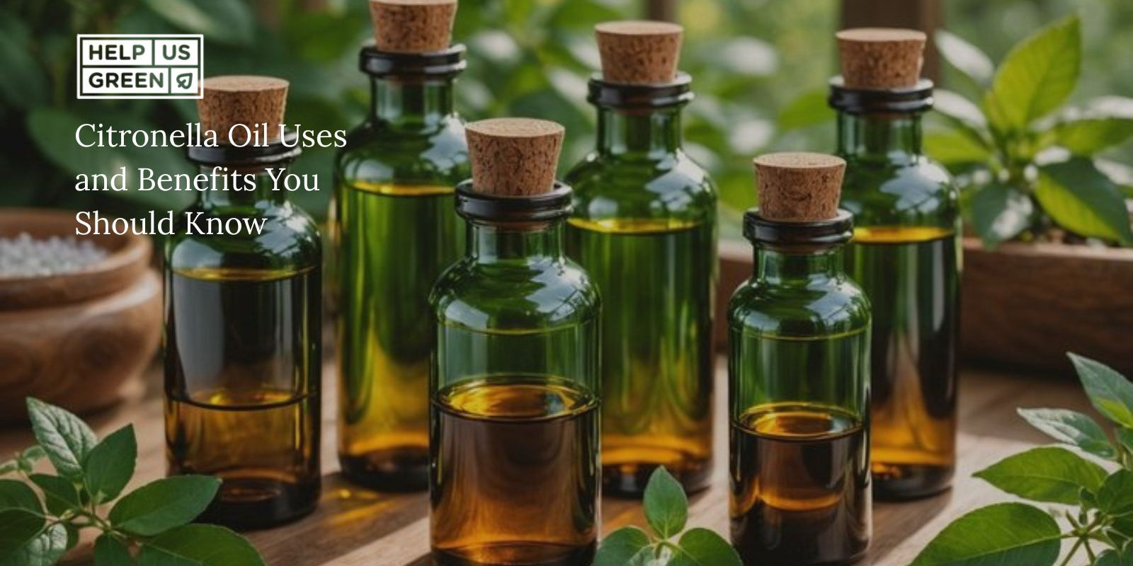 Citronella Oil Uses and Benefits You Should Know