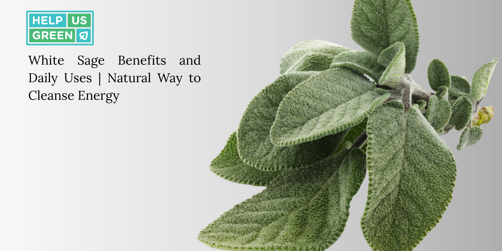 White Sage Benefits and How to Use It Daily