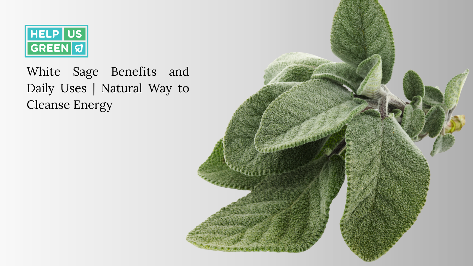 White Sage Benefits and How to Use It Daily