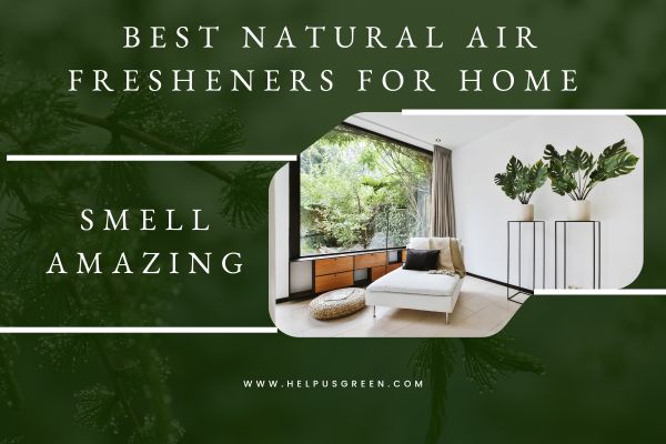12 Best Natural Air Fresheners For Home Smell Amazing