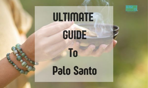 Palo Santo Guide: Everything About Palo Santo Wood Sticks