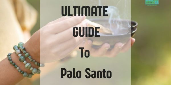 Everything You Need To Know About Palo Santo ( Guide )
