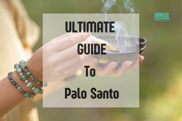 Palo Santo Guide: Everything About Palo Santo Wood Sticks